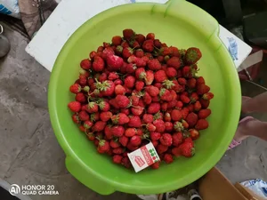 Клубника