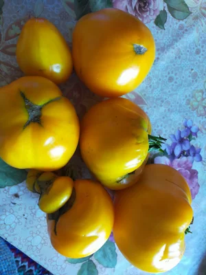 Яйца от домашних кур