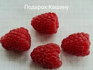 Саженцы ремонтантной малины окс