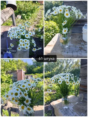 Ромашки
