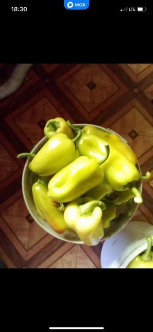 Фасоль