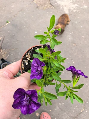 Калибрахоа