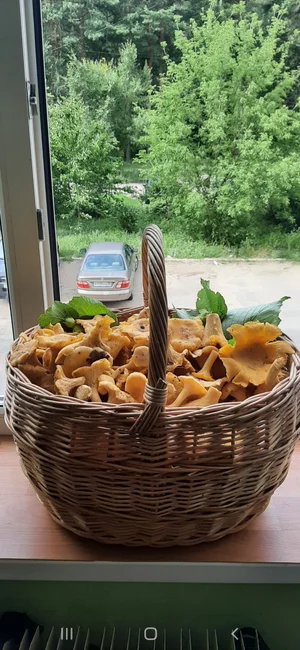 Лисичка