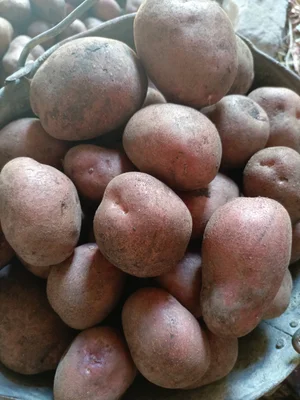 Картофель