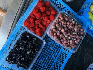 Крыжовник красный