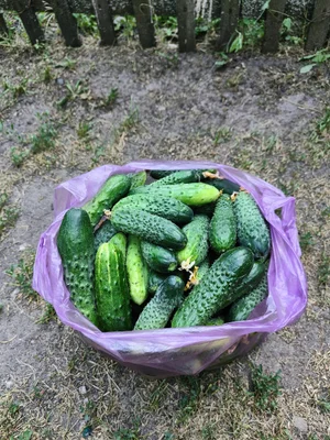 Огурчики