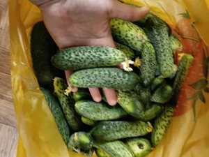Огурчики