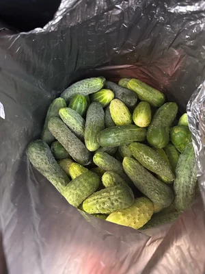 Огурцы