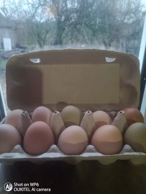 Куриные яйца