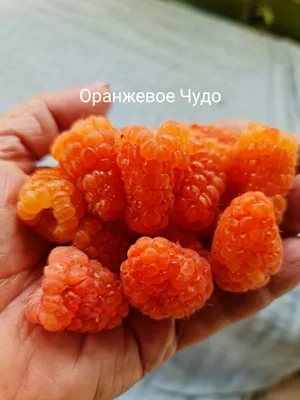 Саженцы ремонтантной малины окс