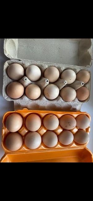 Картофель