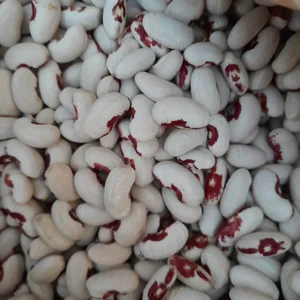 Фасоль