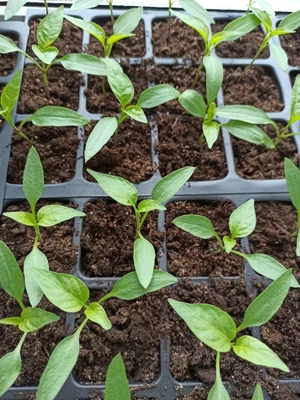 Чёрная малина Кумберленд