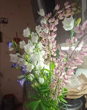 Ромашки