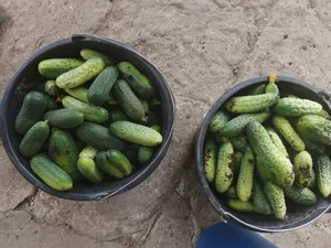 Курица