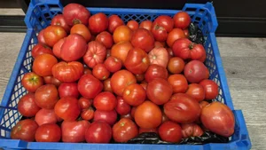 Картофель Пиноккио