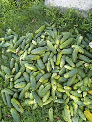 Огурцы