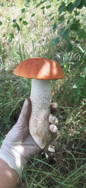 Подосиновики