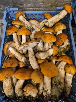 Подосиновики