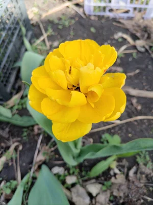 Лук
