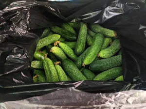 Огурцы