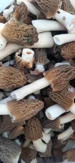 Шапочка сморчковая