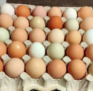 Домашнее куриное яйцо