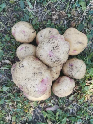 Домашний крупный картофель
