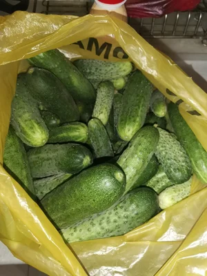 Огурцы
