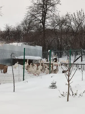 Гусь