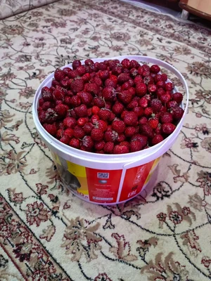 Клубника