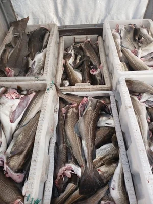 Форель охлажденная непотрошёная