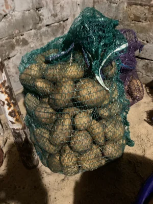 Картофель на семена