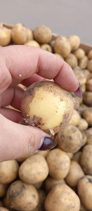 Капуста цветная