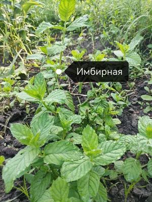 Сортовая мята