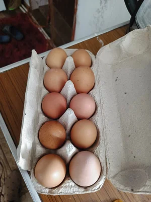 Домашнее яйцо