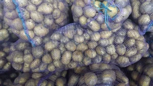 Картофель