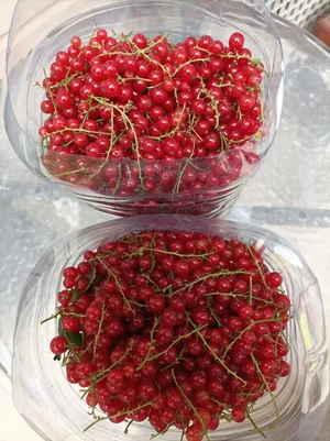 Красная смородина