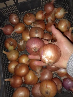 Лук