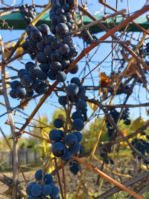 Виноград Изабелла