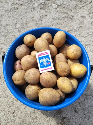 Картофель