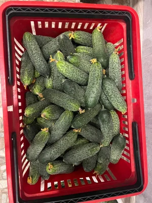 Огурчики