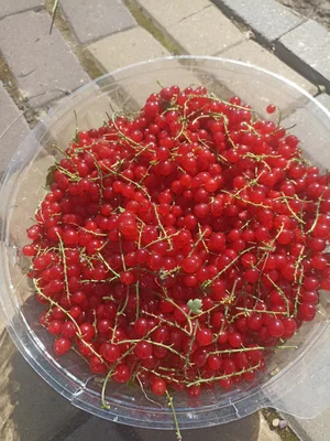 Смородина красная
