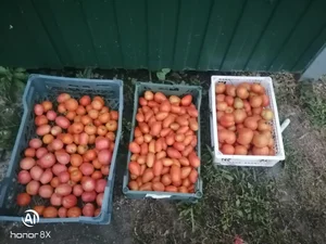 Помидоры