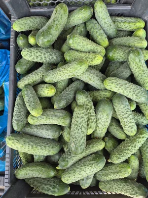 Огурчики