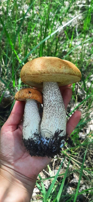 Маринованные подосиновики