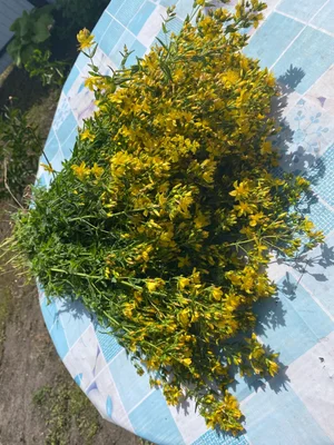 Чесночные стрелки
