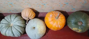Хрен