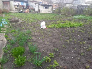 Щавель