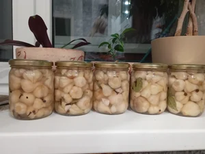 Чеснок зубцами